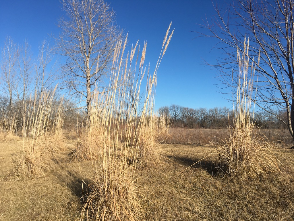 pampas grass in a field