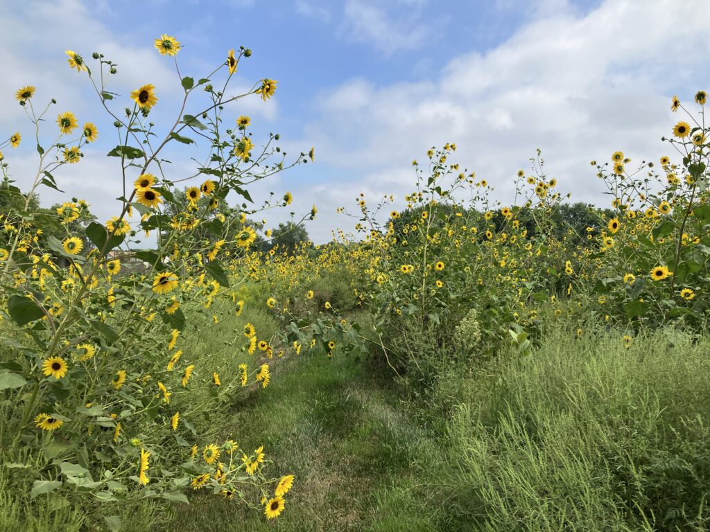 sunflowers in field